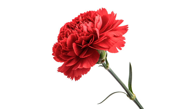 Single beautiful vibrant red carnation flower with green stem and leaf isolated on transparent background.