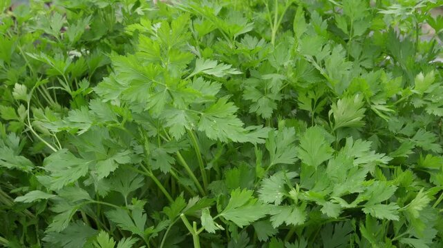 A slow camera pan glides over vibrant garden parsley foliage in close view. Diffused natural daylight illuminates the lobed green leaf arrangement.