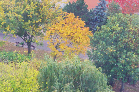 a view of trees and shrubs in a park covered in the colors of autumn