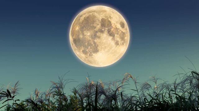 夜空に浮かぶ大きな満月とススキの穂のお月見十五夜風景