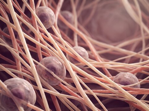 Microscopic view of blood cells and fibrin strands.
