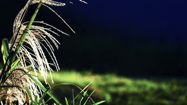 暗い背景に光を受けて白く輝くススキの穂、夜の雰囲気漂う秋の光景
