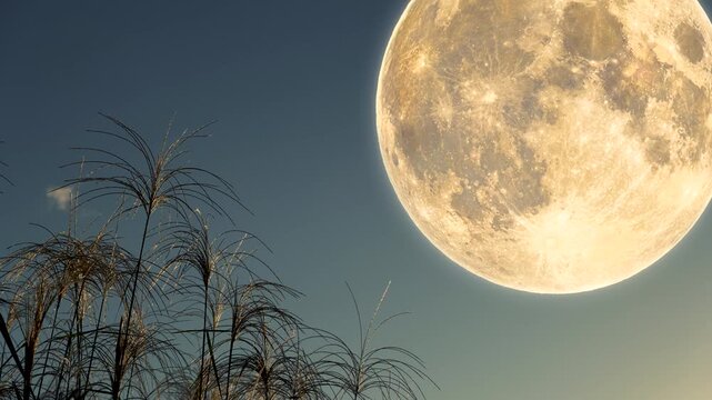 夜空に浮かぶ大きな満月とススキの穂のお月見十五夜風景