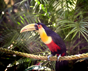 Colorful toucan perched on a rope against a lush tropical green foliage background © Zbigniew