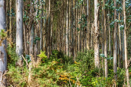 Eucalyptus forest interior with peeling bark trunks and ferns, Galicia, Spain