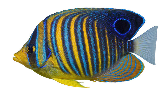 Regal angelfish with vibrant blue and yellow stripes, isolated on transparent background