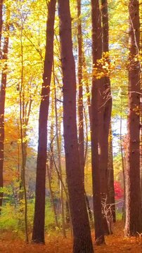 Radiant Autumn Sunlight Filtering Through Panning Tall Pine Trees in a Golden Forest