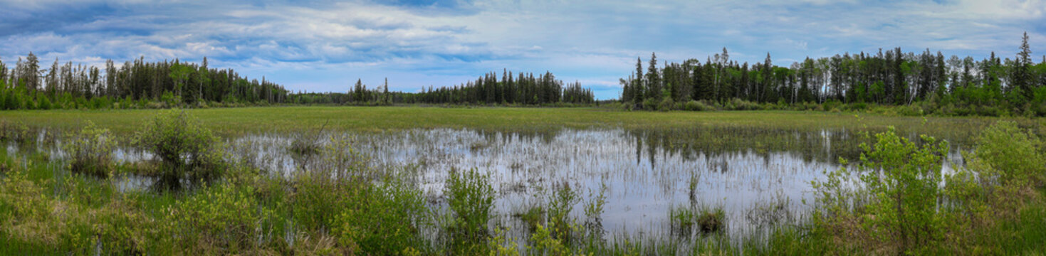Panoramic Canadian Wetland with Reflective Water, Green Marsh Vegetation, and Boreal Forest