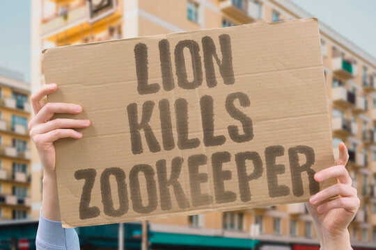 "Lion kills zookeeper" Handler dies during feeding. ZOOKEEPER. LION. FEEDING. ACCIDENT. SAFETY.