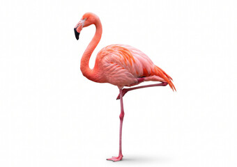Pink flamingo standing on one leg in side view on a white background. © Abid Ali