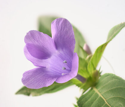 Blooming purple philippine violet flower with green leaves isolated on white background. Fresh barleria cristata or bluebell barleria blossom in close-up.