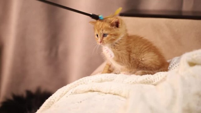 Cute fluffy ginger kitten with blue eyes playing with a feather teaser toy on a soft white knitted blanket at home. Playful baby cat