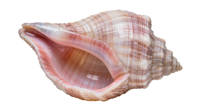 Spiral conch seashell with pink interior, isolated on transparent background