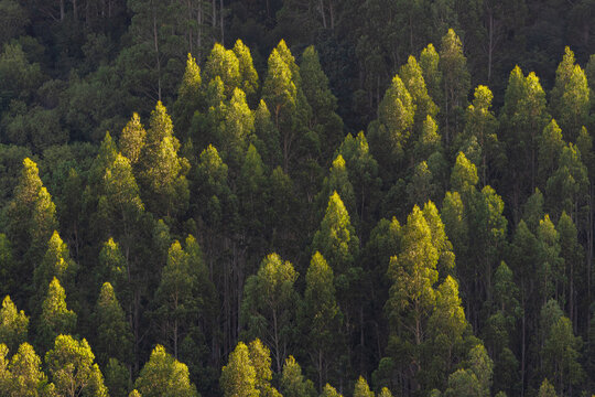 Sunlit eucalyptus treetops in dense forest with dark shadows, Galicia, Spain