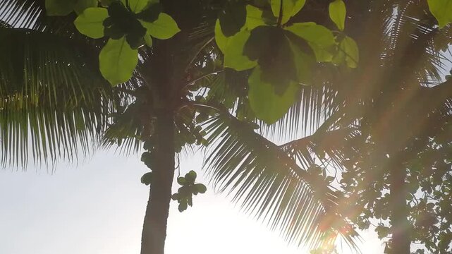 Low-angle shot of lush tropical coconut palm trees and green leaves against a bright sky. Warm golden sunlight beams filtering through swaying palm fronds, creating dynamic sun flare and lens flare ef