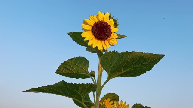 Close-up of Withered Sunflower Seed Head at Sunset