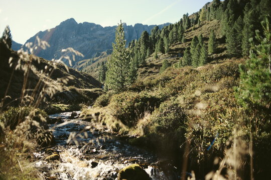 Alpiner Zirbenwald im Tiroler Pitztal - Vintage Premium Look