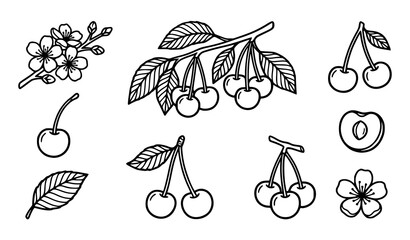 Cherry vector illustration collection with black line art cherries, blossom branch, leaves, cherry pair, sliced cherry with pit and flower for design and coloring © mst
