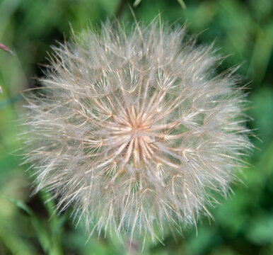 Canada, BC, Loon Lake.   Close-up of dandelion seed-head.