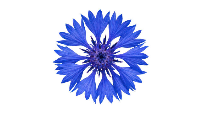 Blue cornflower head isolated on black background.