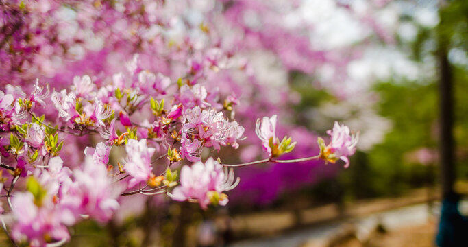 Kyoto, Kyoto Prefecture, Japan - 10 April 2025: View of Arashiyama featuring vibrant pink azalea blossoms in full bloom with a soft-focus background in a serene garden setting.
