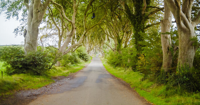 Stranocum, County Antrim, United Kingdom - 14 September 2024: View of The Dark Hedges, a historic avenue of mature beech trees forming a natural tunnel over a quiet country road.