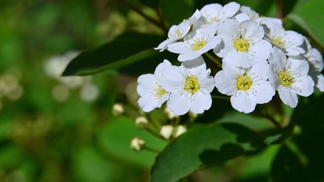 A decorative shrub belonging to the genus Spiraea (family Rosaceae), growing in Ukraine, is shown during its period of active spring flowering.