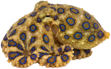 Blue-ringed octopus displaying warning colors on black background. © Zulfan
