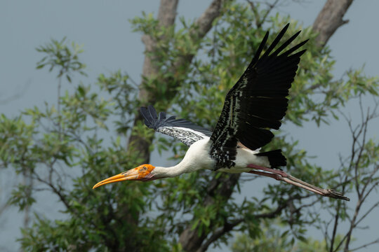 Painted stork (Mycteria leucocephala) flying and looking fish in the lake.Wildlife bird photography concept.