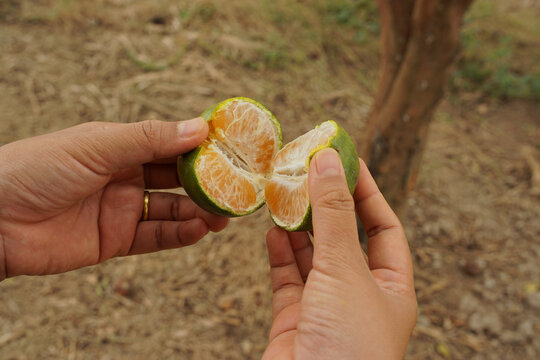 Close-up of hands holding a freshly split green-skinned orange, revealing juicy orange flesh in a natural citrus orchard setting