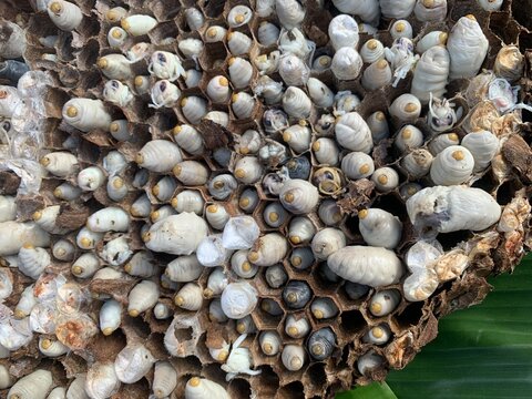 Wasp Nest Close-up: A detailed view reveals the intricate hexagonal structure of a wasp nest, teeming with developing larvae and pupae. A fascinating glimpse into insect life and colony reproduction.