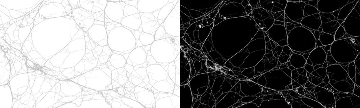 Abstract organic neural network and mycelium fiber mesh pattern presented in dual inverted side by side black and white view vector illustration background isolated on transparent background
