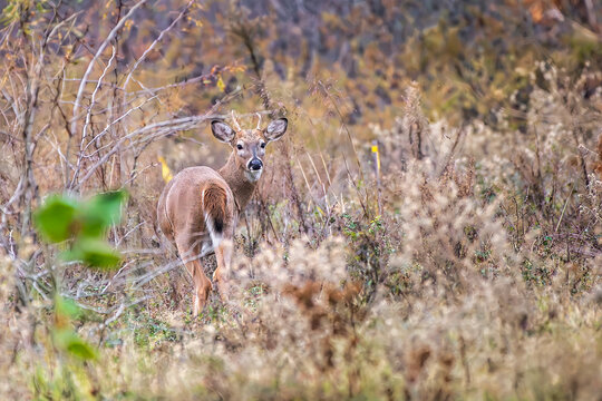 Young White-tailed Buck at Forest's Edge