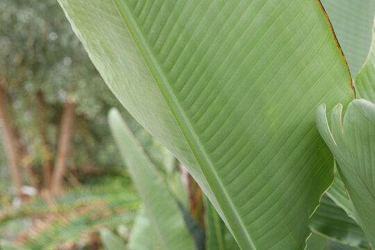 Close-up of a vibrant green tropical plant leaf, showcasing its natural texture and veins.