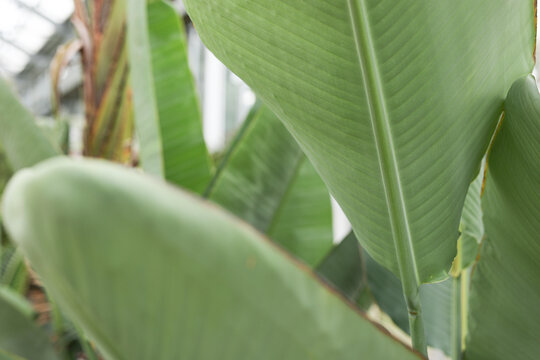 Lush green tropical foliage provides a vibrant, natural background with beautiful textures.