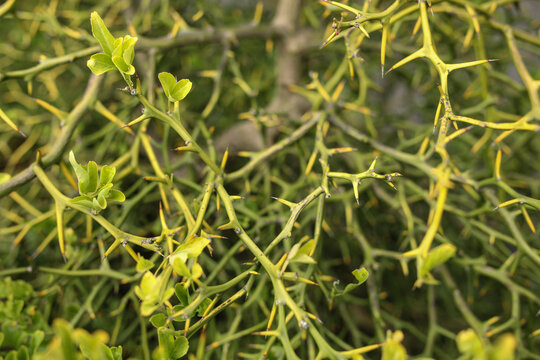 Close-up of sharp thorns and fresh foliage on a thorny plant, showcasing nature's defense.