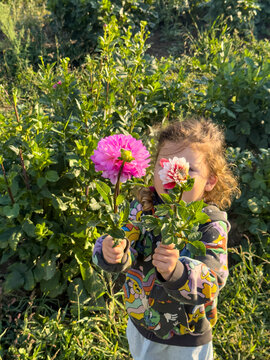 A young child holds two colorful dahlia flowers, enjoying a sunny day in the garden.