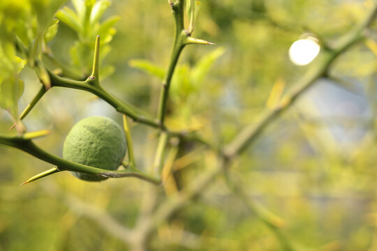 Vibrant green fruit on a spiky branch, with lush blurred foliage and sunlight bokeh.