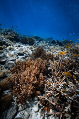 Healthy soft coral and staghorn hard coral reef in deep blue ocean water. © PIPE DIVE UNDERWATER