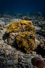 Clownfish swimming among golden sea anemone tentacles on tropical coral reef. © PIPE DIVE UNDERWATER