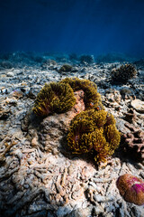 Clownfish swimming among golden sea anemone tentacles on tropical coral reef. © PIPE DIVE UNDERWATER