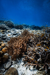 Healthy soft coral and staghorn hard coral reef in deep blue ocean water. © PIPE DIVE UNDERWATER