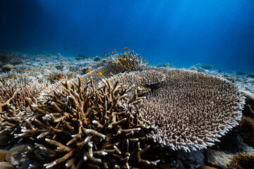 Healthy staghorn and table hard coral reef in deep blue ocean water. © PIPE DIVE UNDERWATER