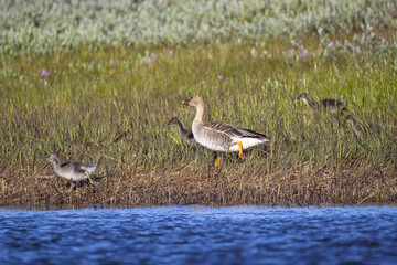 A family of Taiga bean geese with their goslings walks along a riverbank. Yakutia, Russia © Shchipkova Elena