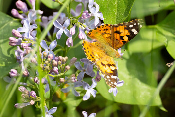 A Vanessa cardui butterfly perched on a blooming lilac. Close-up © Shchipkova Elena