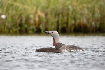 A red-throated loon with chicks swims on a lake, Arctic, Russia © Shchipkova Elena