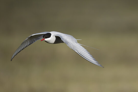 Arctic terns in flight on a blue background