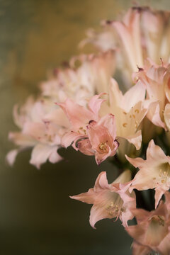 Flowers in Soft Pink Color