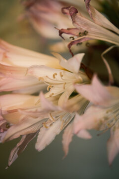 Flowers With Light Colors Close to Each Other