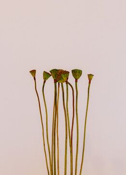 Dried Lotus Pod Still Life Photography for Modern Interior Decoration